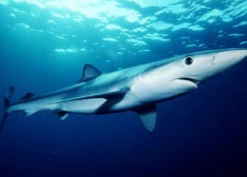 Ibiza shark attack