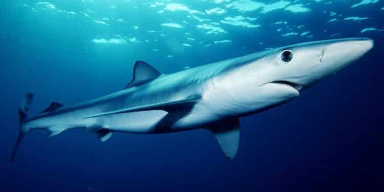 Ibiza shark attack